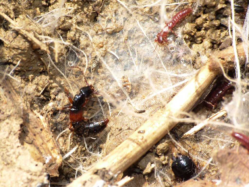 Staphylinidae 3 - Achenium sp.